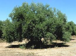 Tlemcen - Des spécialistes alertent sur le «massacre» de l'olivier