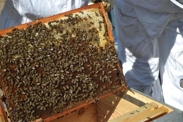«Le miel algérien est hautement toxique