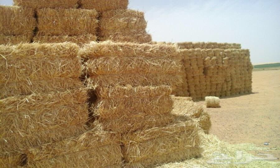 إرتفاع أسعار الأعلاف يثير سخط الموالين بتلمسان