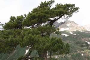 Algérie - Dans le Djurdjura, le pin d’Alep gagne du terrain au détriment du chêne vert