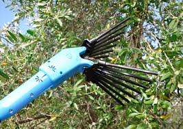 Algérie - Formation au profit des oléiculteurs