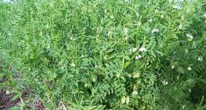 تجربة إنتاج العدس تعطي نتائج حسنة بتلمسان