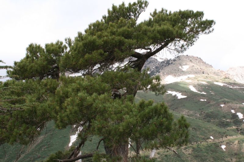 Algérie - Dans le Djurdjura, le pin d’Alep gagne du terrain au détriment du chêne vert