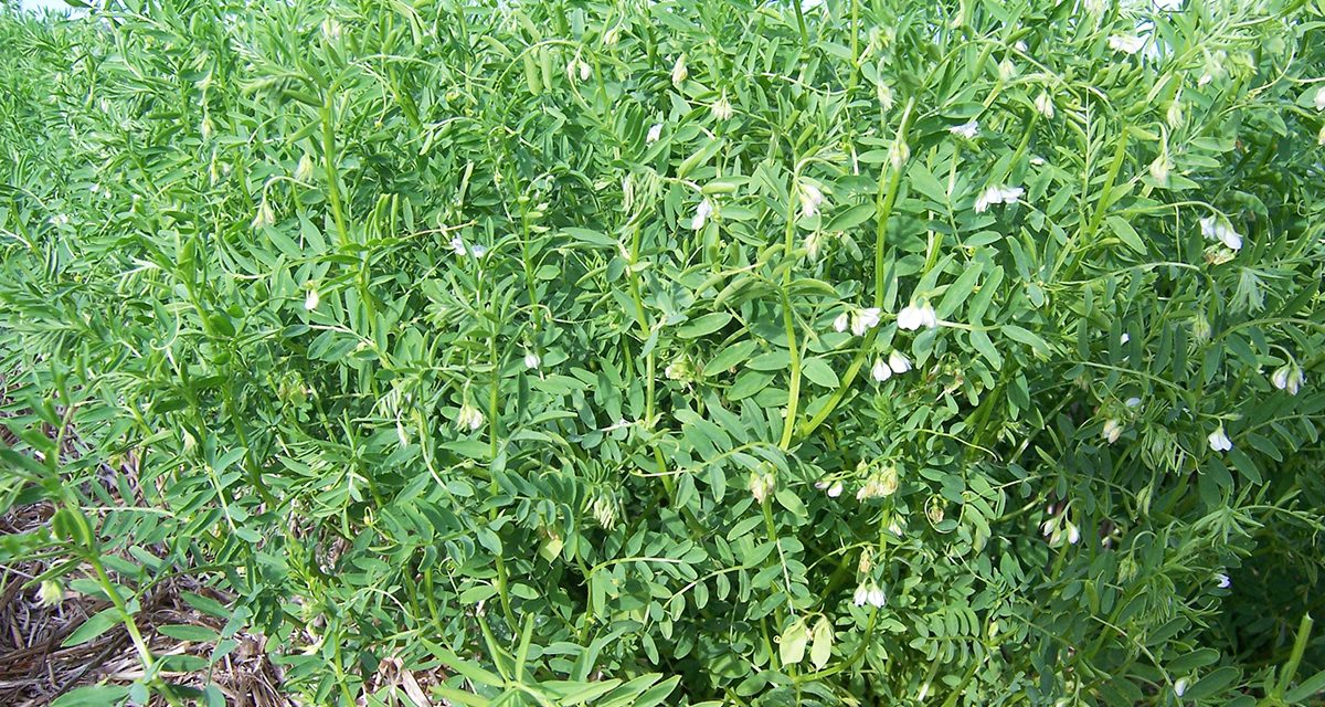 تجربة إنتاج العدس تعطي نتائج حسنة بتلمسان