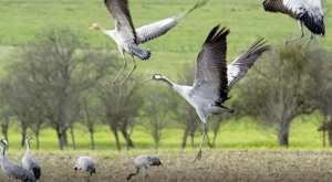 RECENSEMENT DES OISEAUX MIGRATEURS DANS LES ZONES HUMIDES D’OUM EL-BOUAGHI: Les services des forêts à pied d’œuvre