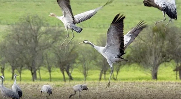 RECENSEMENT DES OISEAUX MIGRATEURS DANS LES ZONES HUMIDES D’OUM EL-BOUAGHI: Les services des forêts à pied d’œuvre