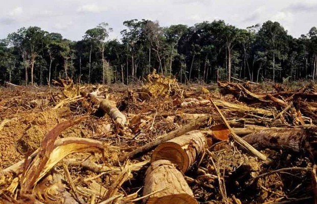 TIPASA - Mise en échec d’une grande opération de déforestation