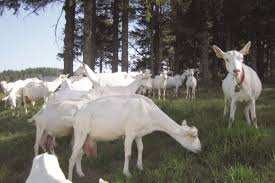 Tizi Ouzou - Séminaire sur l’élevage caprin