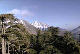 L’inventaire des plantes en Algérie: Une nécessité