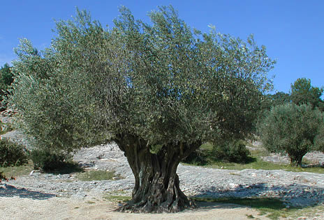 2019-TLEMCEN: LA ROUTE DE L'OLIVIER POUR PROMOUVOIR LE TOURISME RURAL