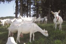 Tizi Ouzou - Séminaire sur l’élevage caprin