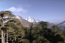 L’inventaire des plantes en Algérie: Une nécessité