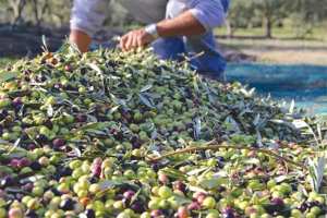 SIG (Mascara) - 15.000 ha consacrés à l’oléiculture