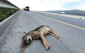 La faune à Béjaïa: Impact écologique dévastateur de la pénétrante autoroutière