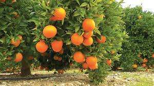 Oued Djemaa (Relizane) - Les agrumiculteurs se plaignent du manque d’eau