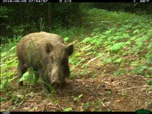 Planète (Japon) - Huit ans après, la faune sauvage prospère dans les zones abandonnées de Fukushima