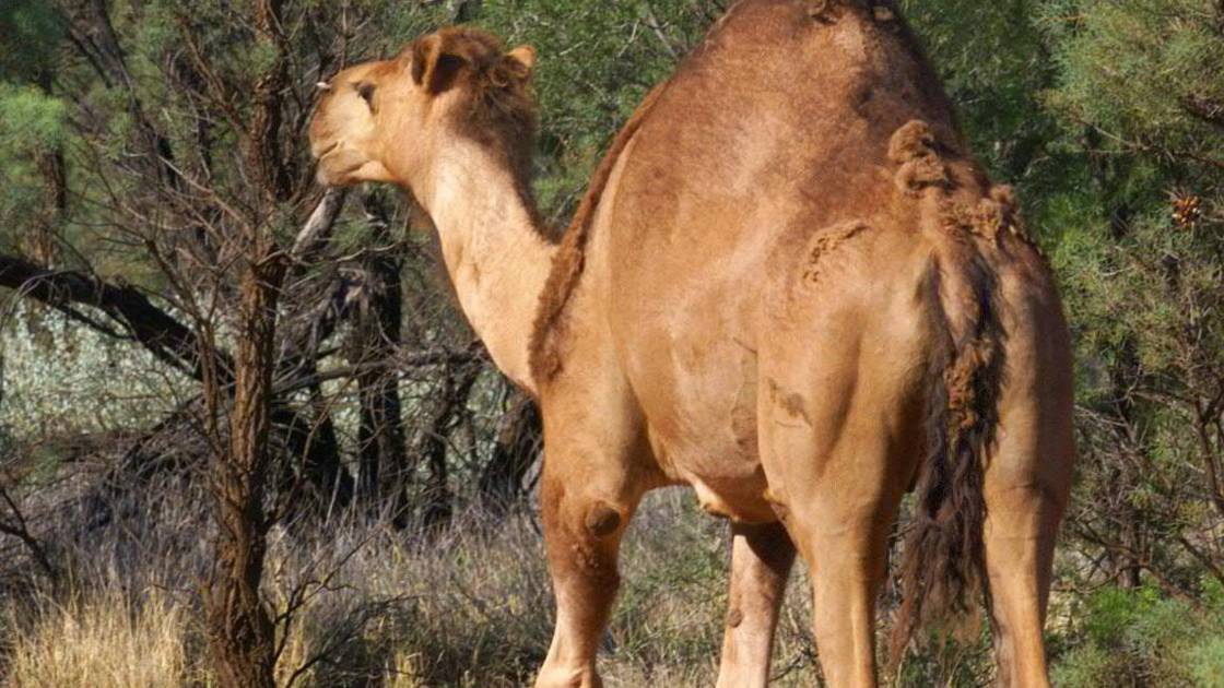 Planète - Sécheresse en Australie: des snipers vont abattre 10.000 dromadaires sauvages