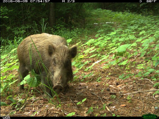 Planète (Japon) - Huit ans après, la faune sauvage prospère dans les zones abandonnées de Fukushima