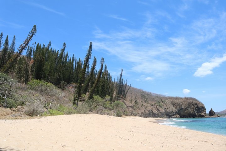 Planète - En Nouvelle-Calédonie, il plante des arbres depuis trente ans pour sauver les tortues