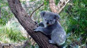 Planète - Incendies en Australie: Une pétition demande que le koala soit introduit en Nouvelle-Zélande pour sa survie