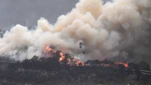 Planète - Biodiversité: l'ONU dévoile ses premières propositions pour éviter une sixième extinction de masse