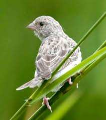 Un ornithologue de l’Université de Bordj Bou Arréridj l’affirme «Le chanteur d’Afrique observé pour la première fois en Algérie»