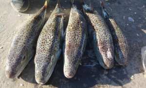 Tipasa - Apparition du poisson lièvre toxique sur les côtes de Damous