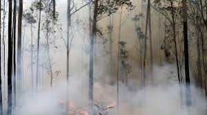Planète - Incendies en Australie: Une mission secrète pour sauver des arbres préhistoriques