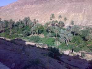 SITUATION DES PALMERAIES DE MSILA : PRODUCTION ET CONTRAINTES