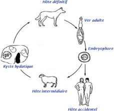 Algérie - Lutte contre le kyste hydatique: Le rôle du ministère de l'Agriculture mis en cause