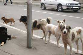 Maraval (Oran) - Une meute de chiens sème la panique parmi les habitants