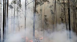 Planète - Incendies en Australie: Une mission secrète pour sauver des arbres préhistoriques