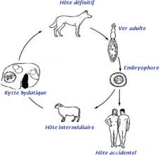 Algérie - Lutte contre le kyste hydatique: Le rôle du ministère de l'Agriculture mis en cause