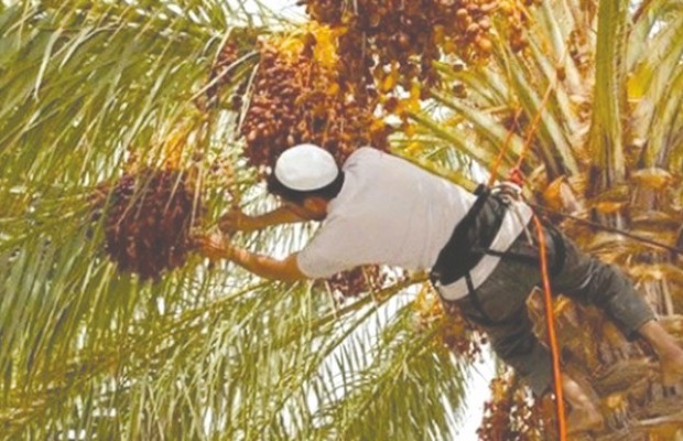 Djamâa (El Oued) - ELLE EST SOUTENUE PAR L’UNION EUROPÉENNE: Formation de grimpeurs de palmiers