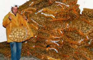 Algérie - Surproduction de la pomme de terre: La transformation et l’exportation comme solution