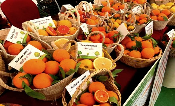 Première fête des agrumes mercredi et jeudi à Mostaganem