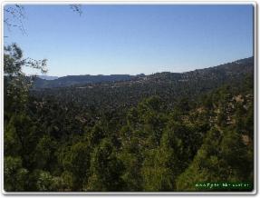 La forêt de Djebel Messaâd paradis des randonneurs