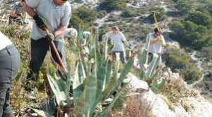 Planète (France) - Marseille: Arracher les plantes envahissantes dans les calanques, une solution efficace pour la biodiversité ?