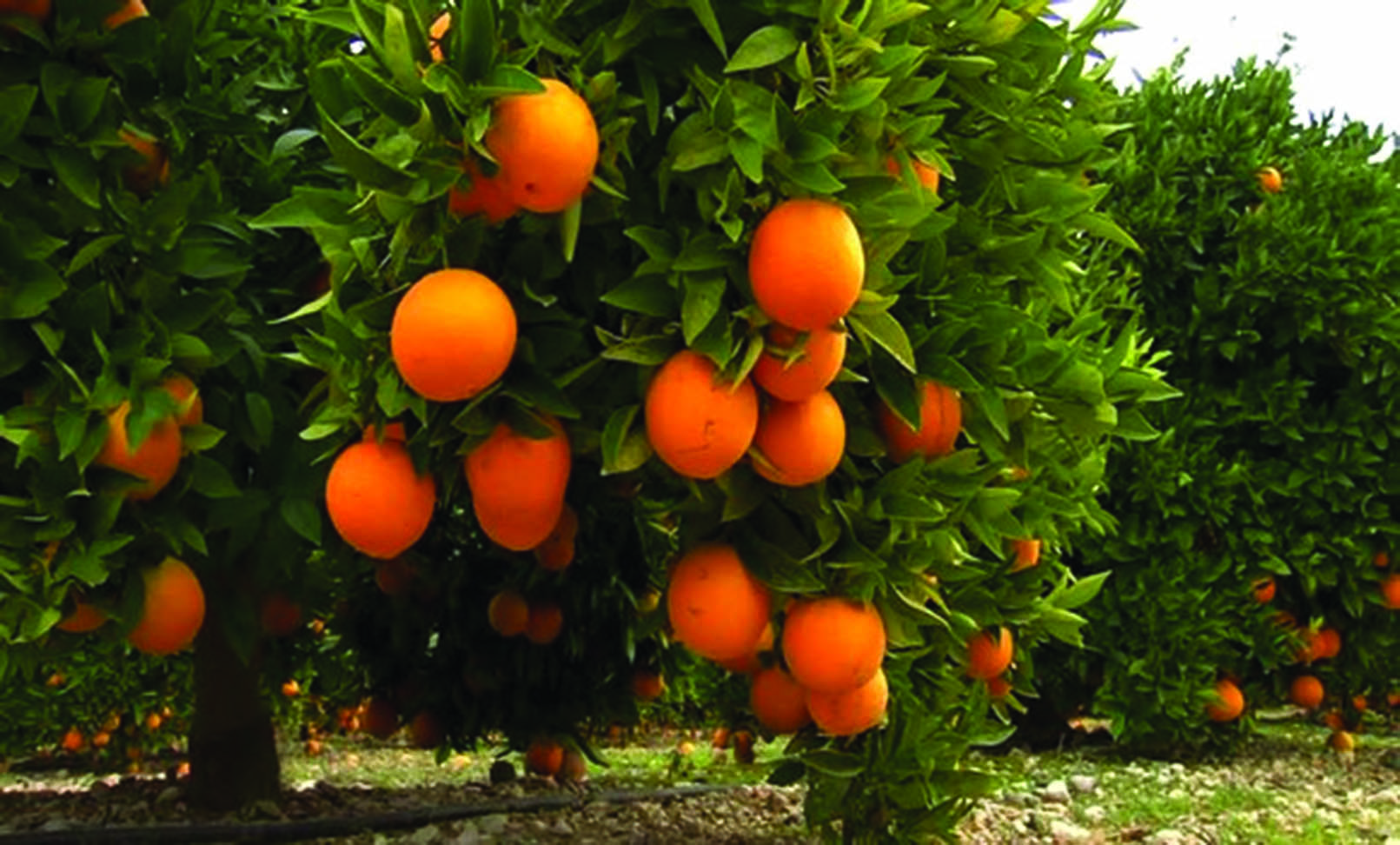 Tizi Ouzou - Une production prévisionnelle de 500.000 quintaux d’agrumes