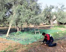 Bouira - La filière oléicole en souffrance