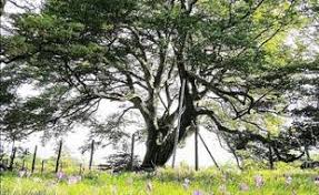 Planète - France: Pour le grand public, l'arbre de l'année, c'est lui... et il se trouve dans le Tarn