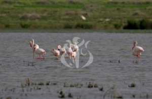 Oued Tlélat (Oran) - Zones humides d’Oran: la présence d'oiseaux protégés à Dhayat Oum Ghellaz est un bon signe