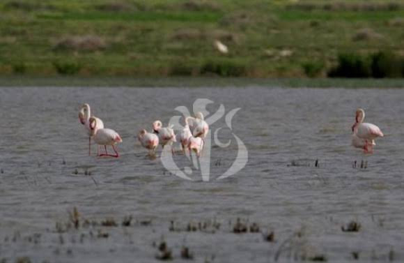 Oued Tlélat (Oran) - Zones humides d’Oran: la présence d'oiseaux protégés à Dhayat Oum Ghellaz est un bon signe