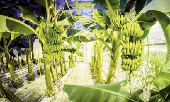 Jijel - Commercialisation des premières bananes produites sous serres bientôt