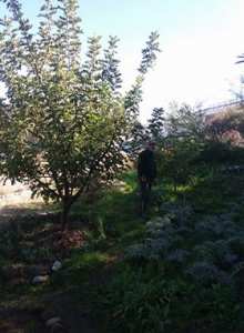 Constantine - Les caroubiers de Djenane Dardar en pleine croissance