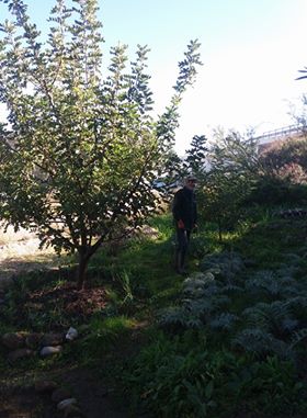 Constantine - Les caroubiers de Djenane Dardar en pleine croissance