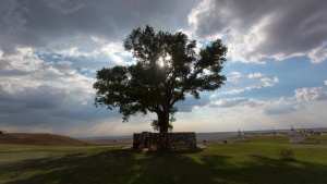 Planète - Votez pour élire l'arbre européen de l'année 2020
