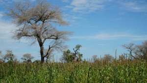 Planète - Afrique: Faidherbia Albida, arbre refuge de l'agriculture sahélienne