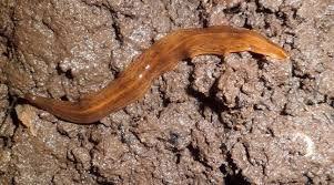 Planète - France: L'«Obama», un ver plat invasif venu d’Argentine, se multiplie dans les jardins français