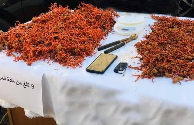 ANNABA - Près de 9 kg de corail saisis